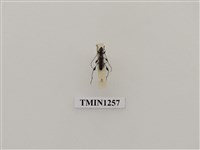 藏品(寶山長毛天牛)的圖片